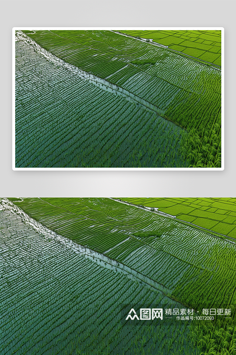 受雨季洪水影响稻田农业鸟瞰图图片素材