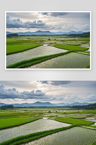雨季后稻田俯瞰图图片