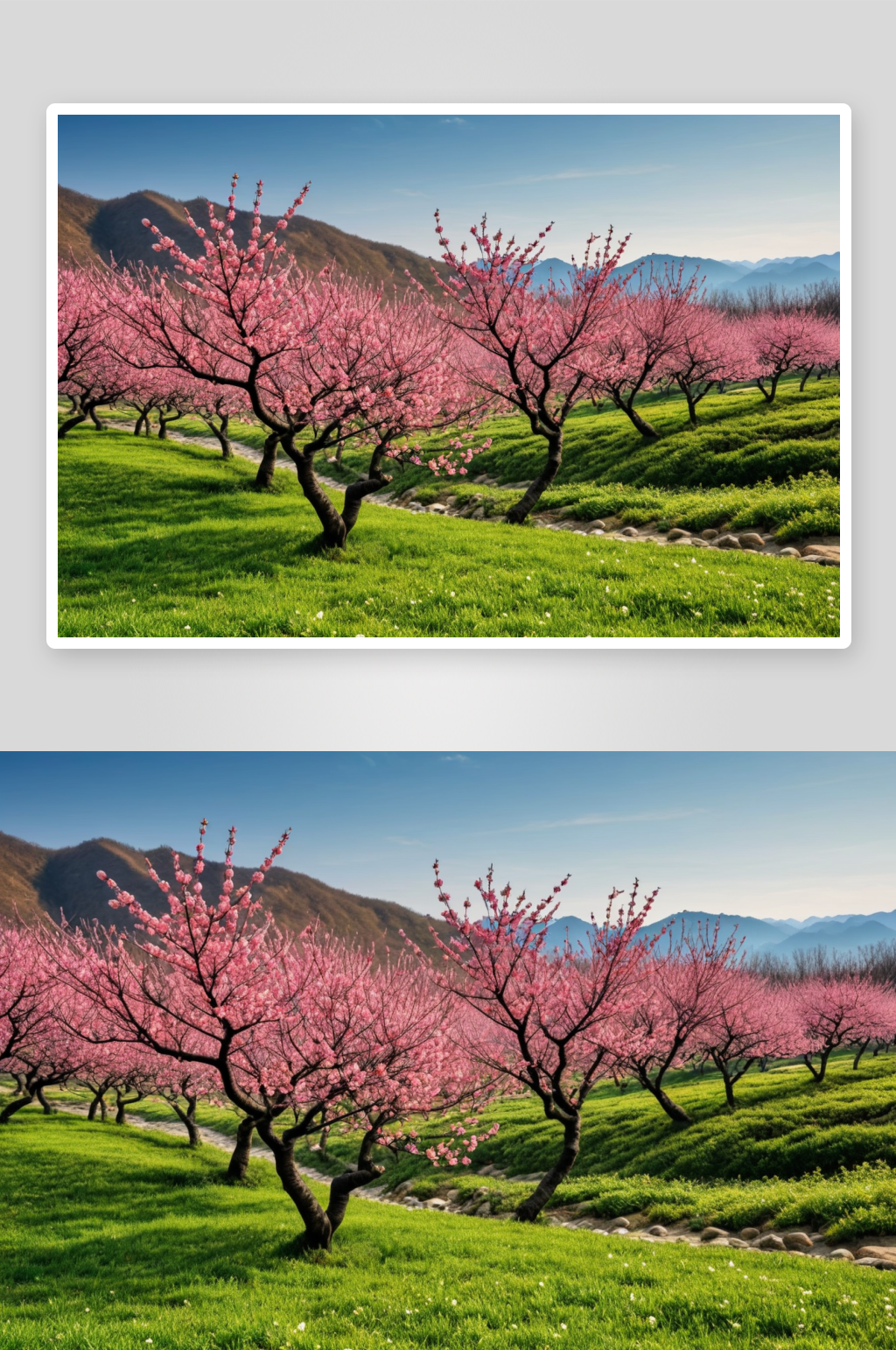 桃花源特写高清图片素材
