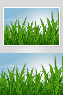 玉米地里生长图片
