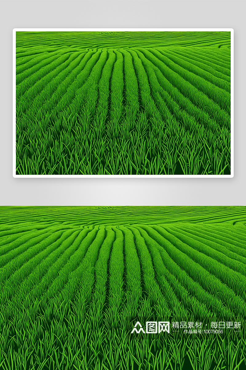 新鲜稻田背景图片素材
