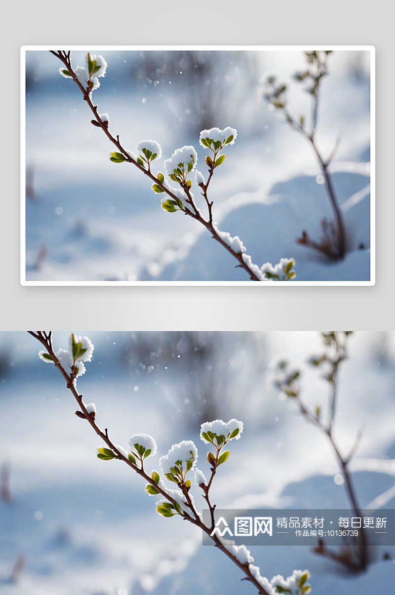 雪中要发芽树枝图片素材