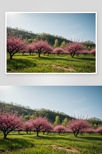 乡村桃林乡村风光桃树桃花图片