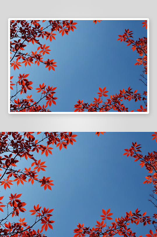 天空背景秋天红叶特写图片