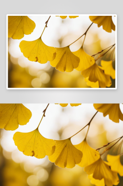 秋天银杏树叶图片