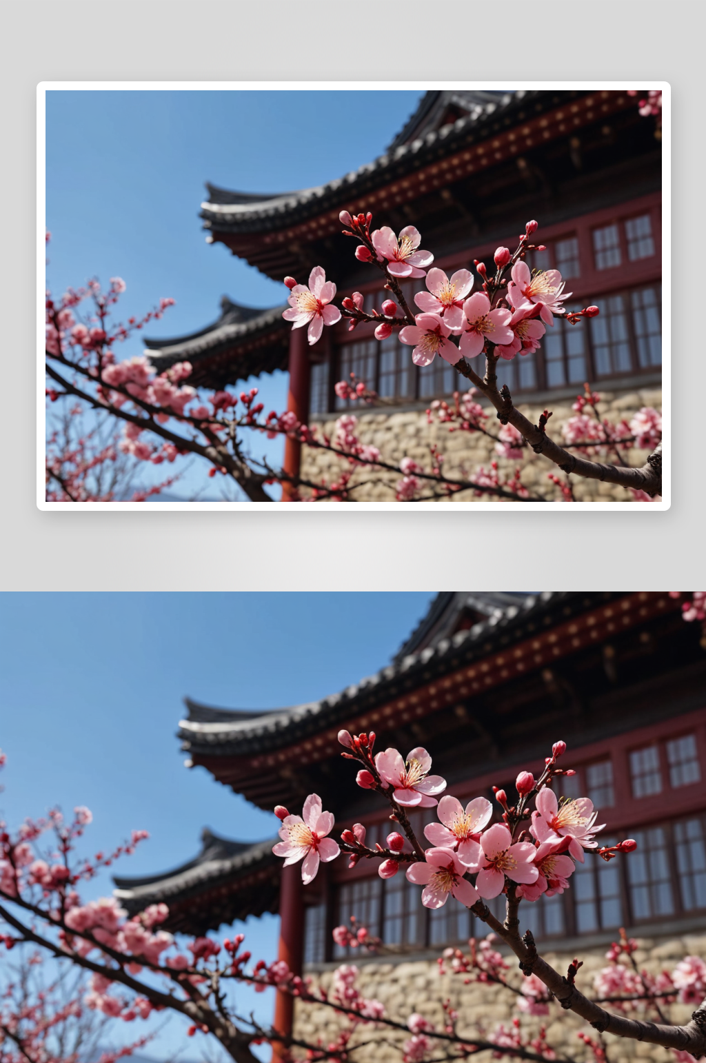 梅园天下梅山誉梅花山梅花盛开图片素材