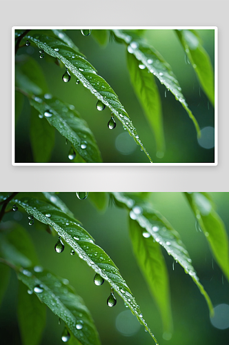 绿色叶子纯净水滴谷雨图片