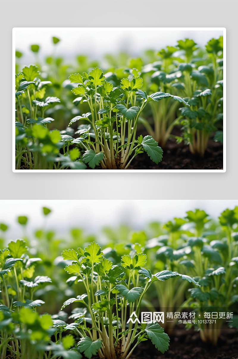 冬天菜园生长蔬菜香菜苗图片素材