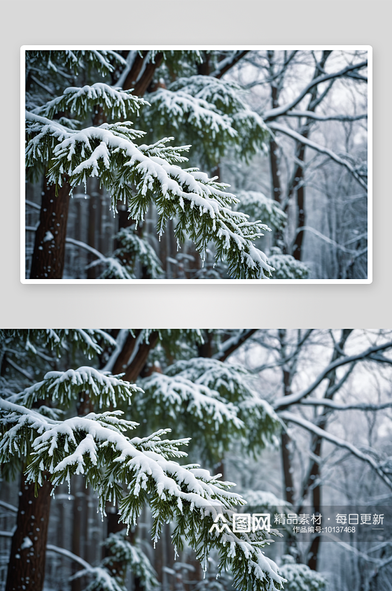 大雪下雪树森林图片素材