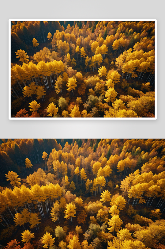 大美金色秋天森林大地一片金黄图片