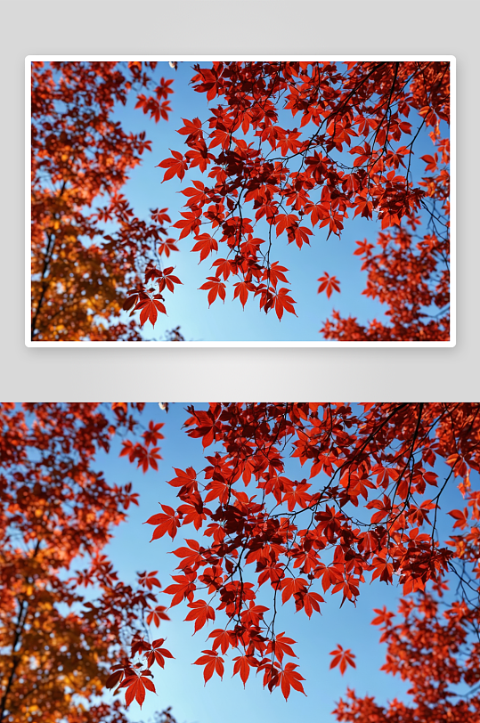 天空背景秋天红叶特写图片