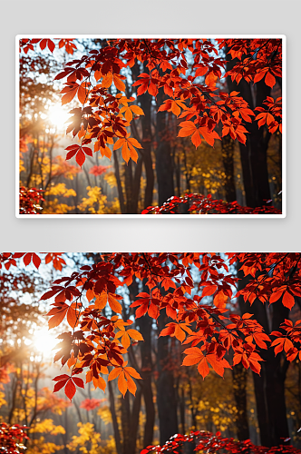 秋天红叶美景图片