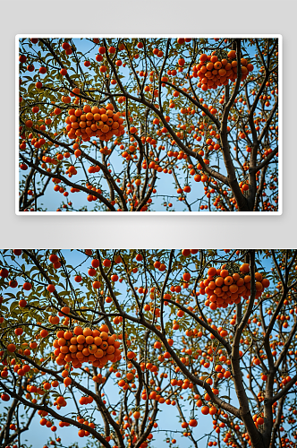 秋天红柿子丰收节柿柿如意图片