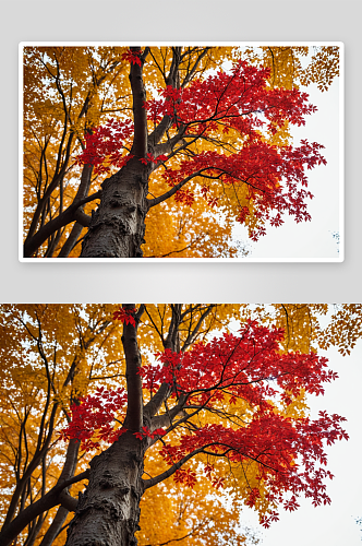 秋天里树木红叶图片