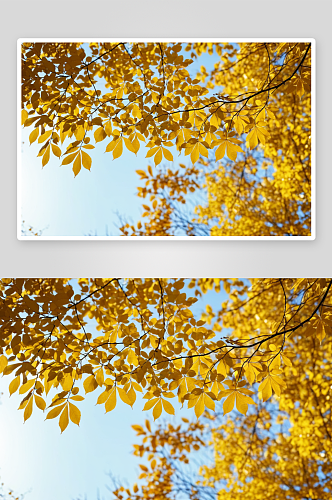 秋天树枝变黄树叶季节图片