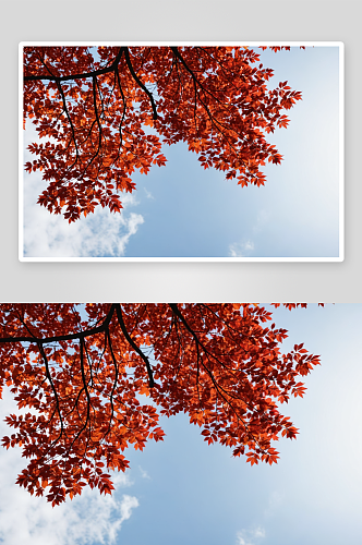 秋天里树木红叶图片