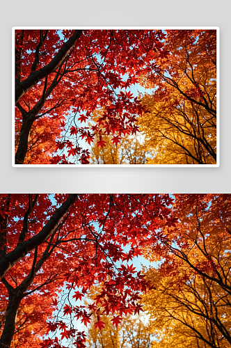 秋天红叶美景图片