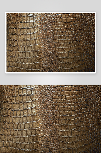 真皮真皮的纹理背景在鳄鱼皮图案图片