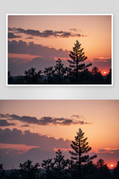 黄昏落日松树剪影图片