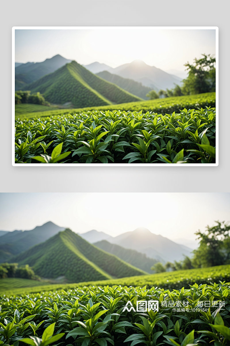 观察生长茶园绿茶叶子图片素材