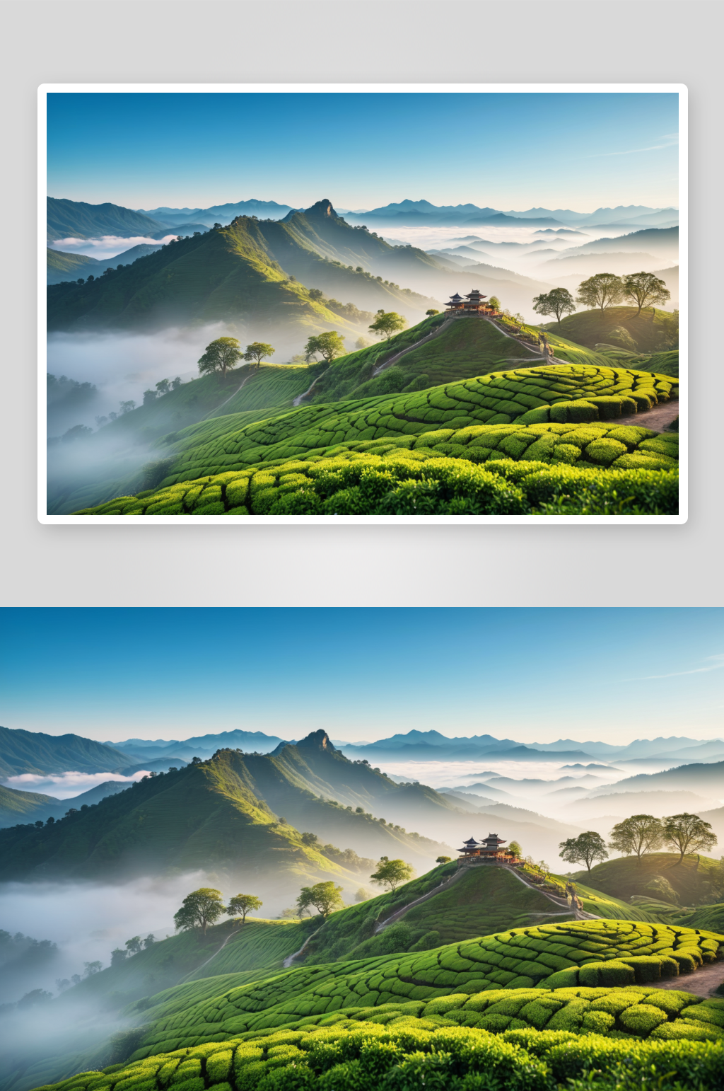 茶叶茶山茶园春茶田园风光美景壁纸图片素材