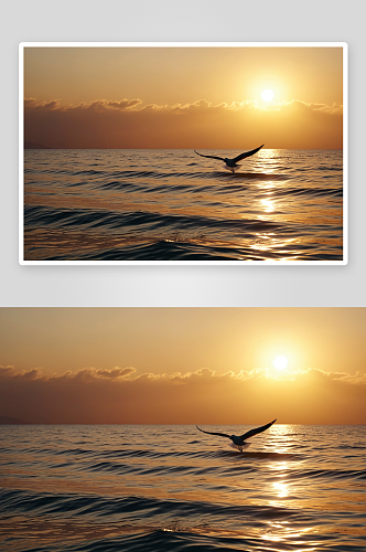 日落时海面飞翔海鸥剪影图片