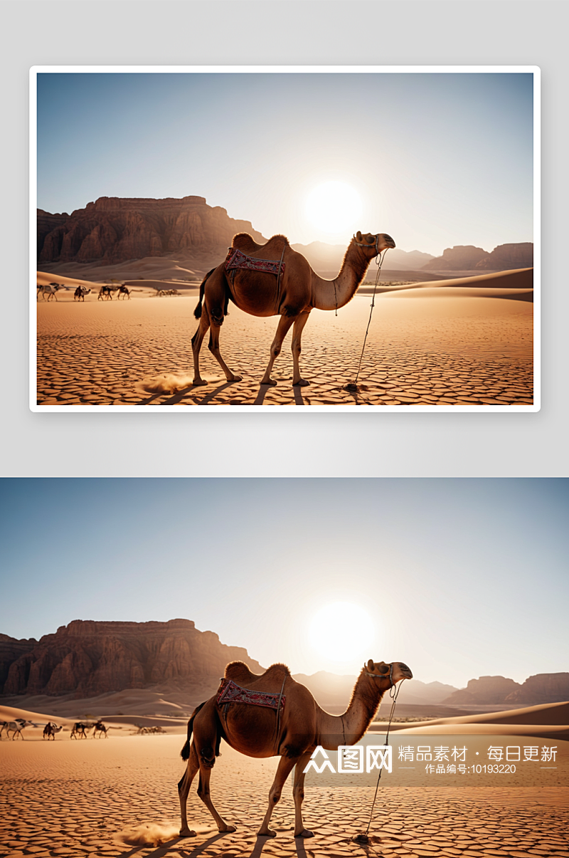 热沙漠中骆驼图片素材