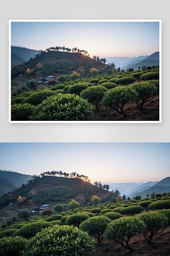 秋天黄昏村山茶园茶树图片