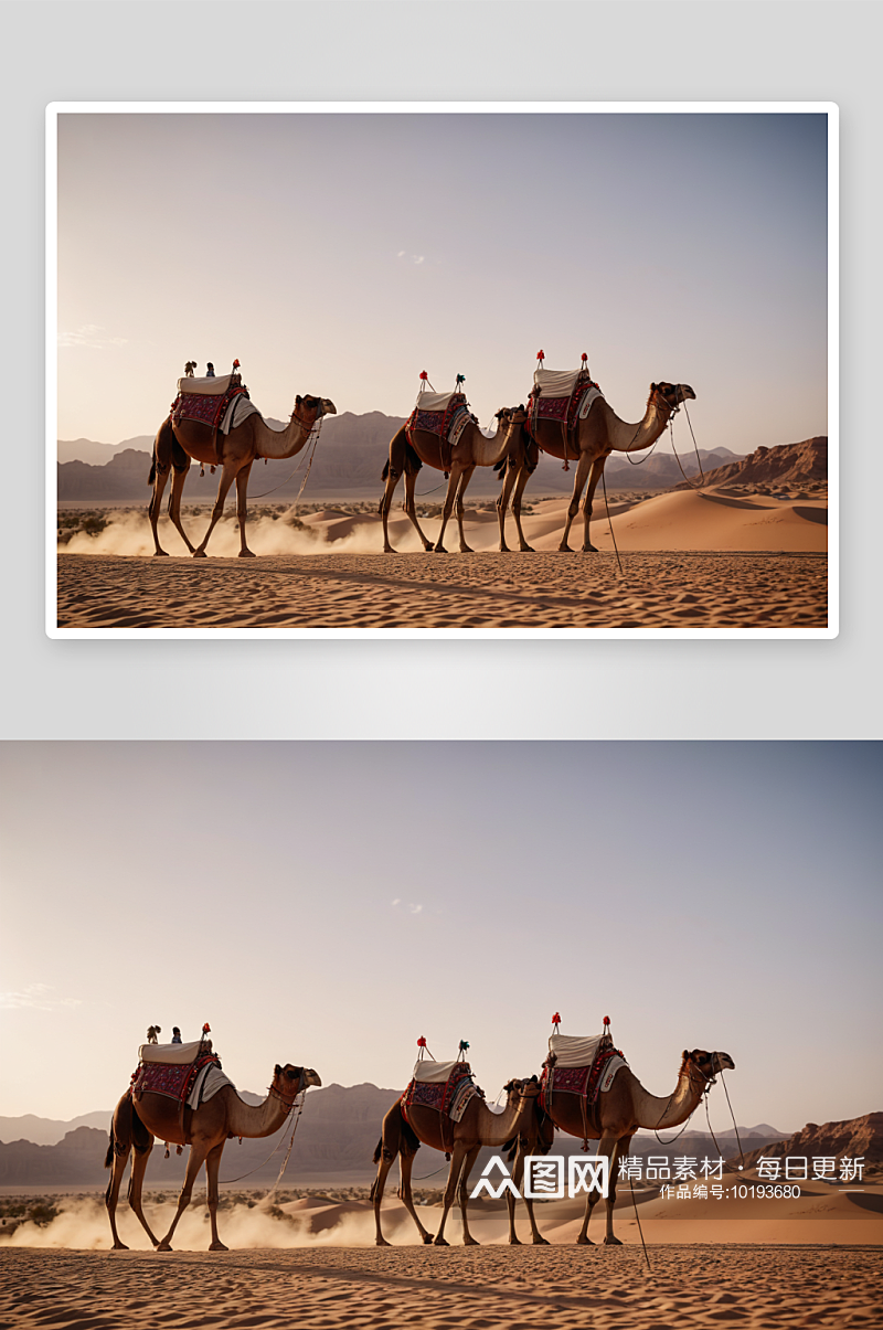 骆驼商队沙漠行走图片素材