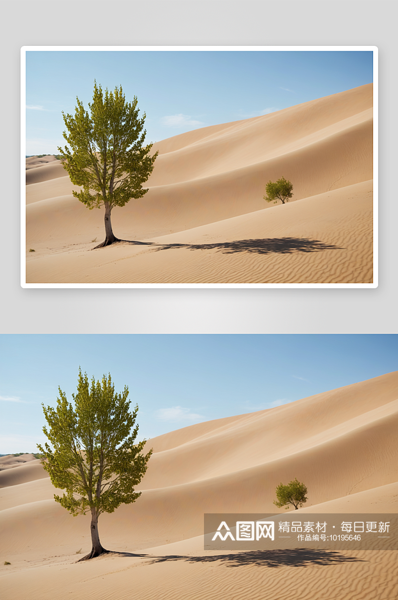 沙丘边一棵白杨树图片素材