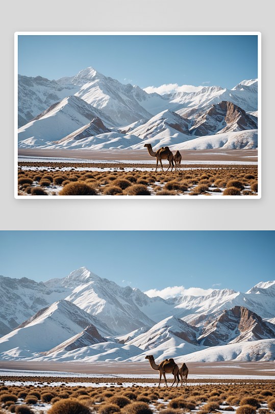 沙漠雪山骆驼图片