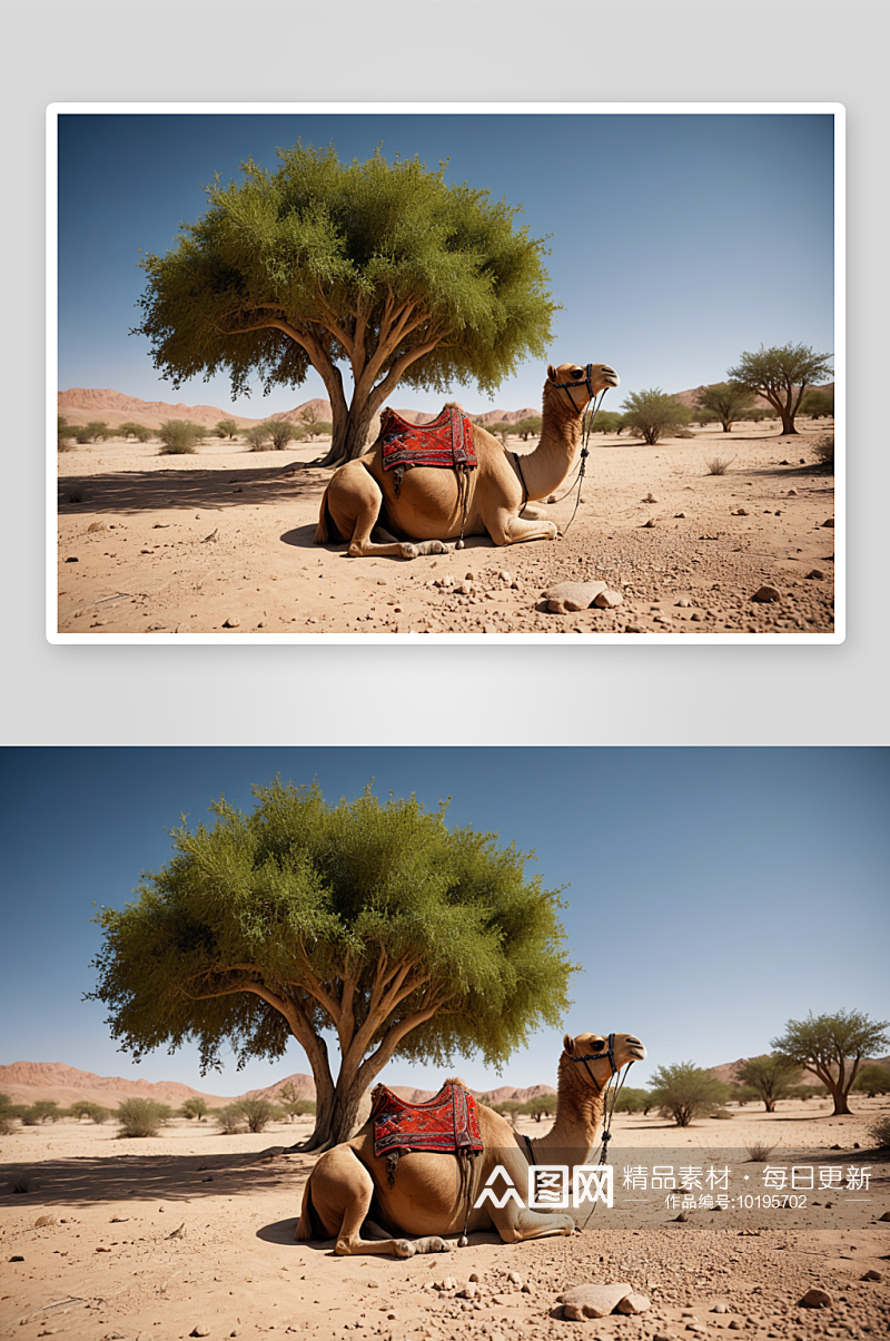 沙漠骆驼树下休息图片素材
