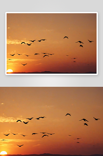 鸟儿夕阳下飞翔图片