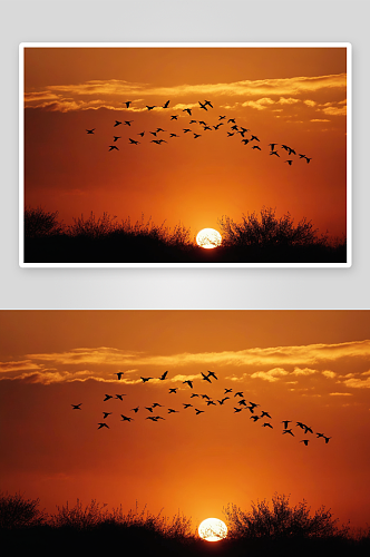 鸟儿剪影橙色天空中飞翔图片