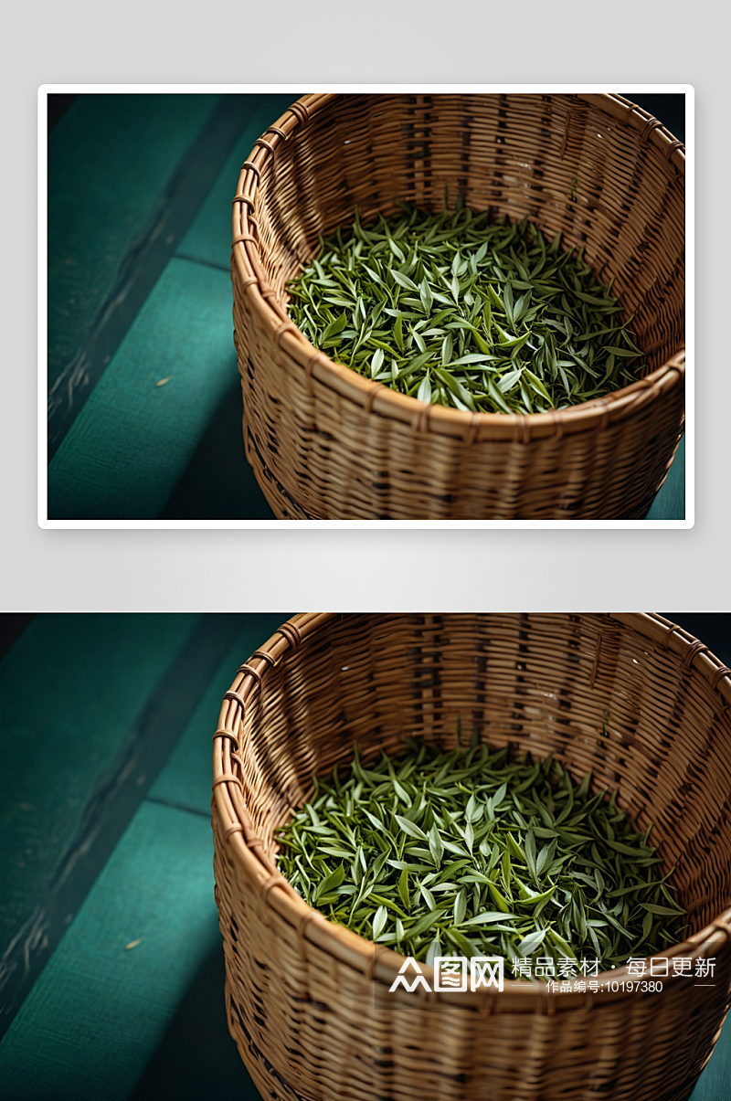 一筐被采竹篮中茶鲜叶静物照图片素材