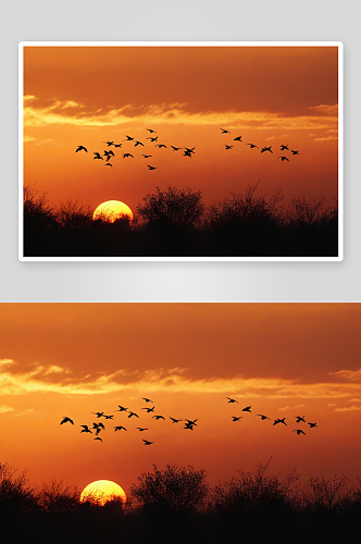 鸟儿剪影橙色天空中飞翔图片