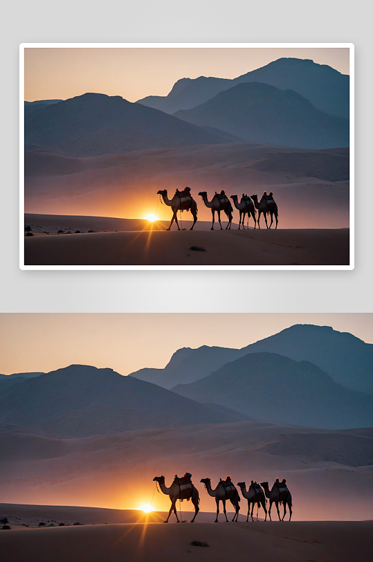沙漠驼队高清特写图片