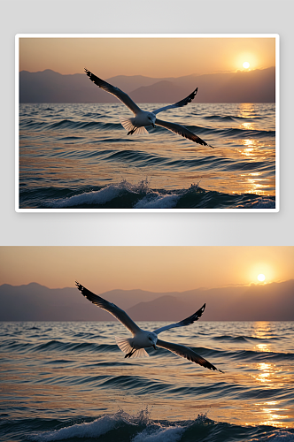 日落时海面飞翔海鸥剪影图片