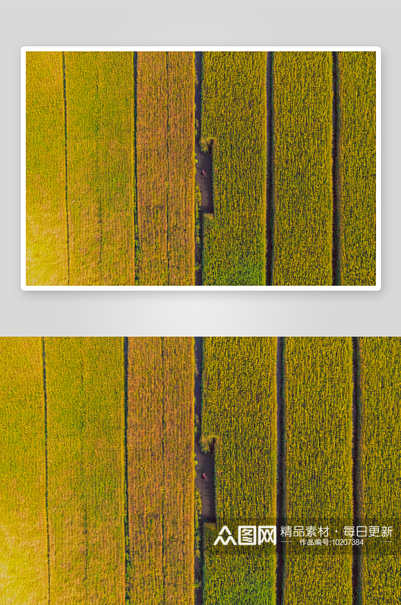 江苏苏州同里北联村秋季稻田高清底纹图片素材