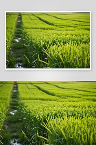 稻田模糊背景绿色农业理念高清特写图片