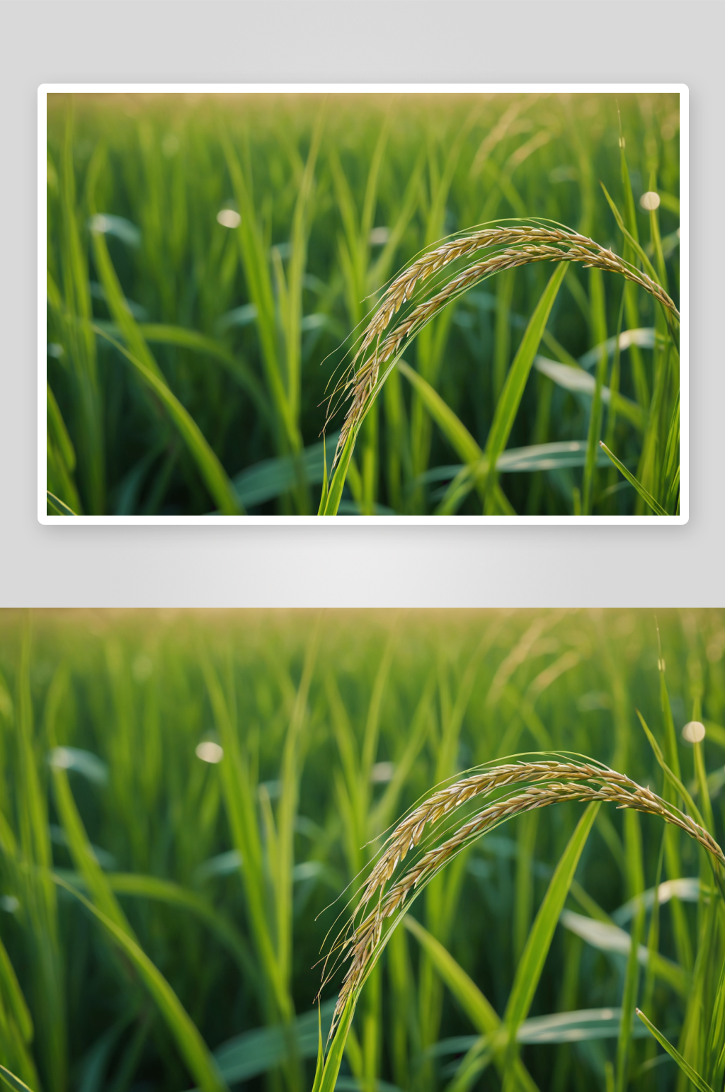 稻穗特写特写高清高清特写图片素材