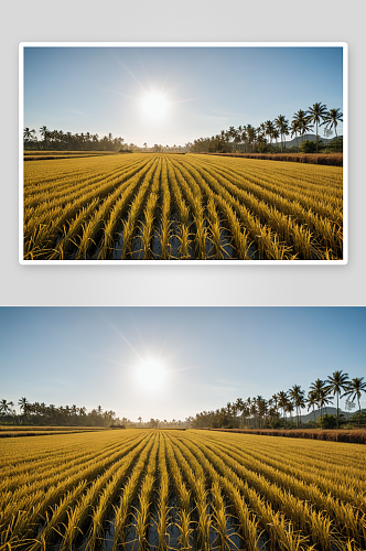 岛农村秋季成熟收割水稻高清特写图片