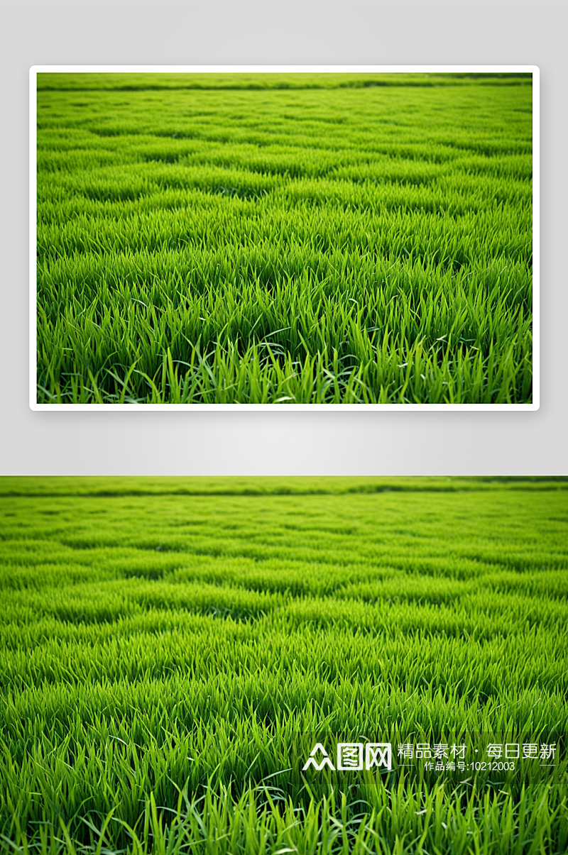 绿色稻田背景农业高清特写图片素材