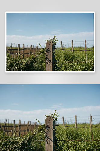 篱笆柱子长满了干燥常春藤高清特写图片