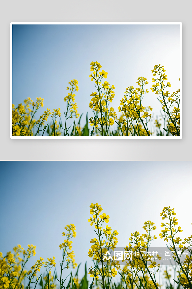 黄色油菜花油菜花高清特写图片素材