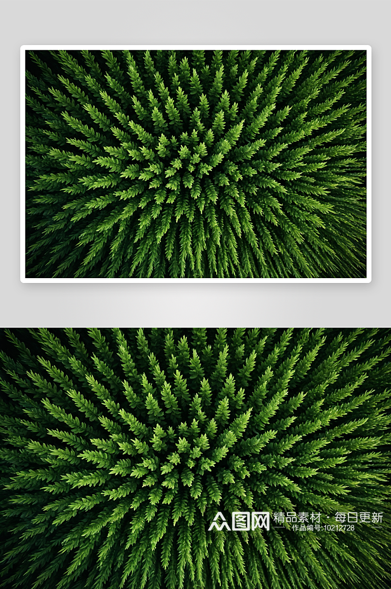 高视角俯拍植物线条造型高清特写图片素材