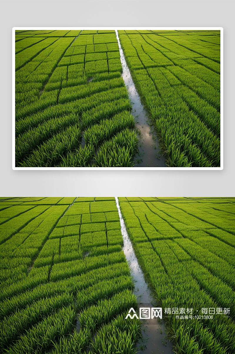美丽鸟瞰图稻田雨季高清特写图片素材