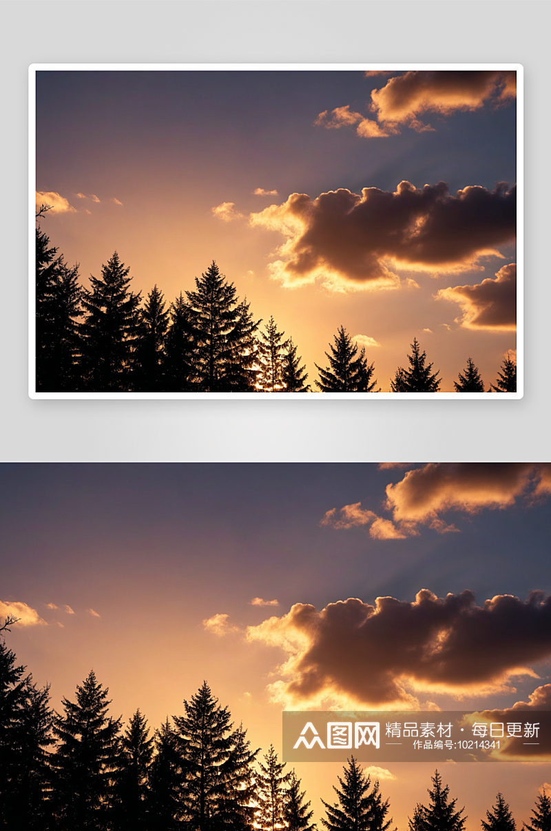 日落时森林中树木天空中剪影高清特写图片素材