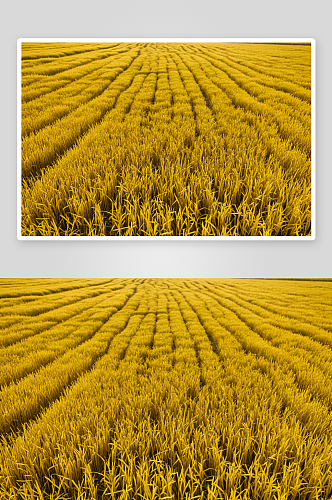 秋天成熟金黄色稻田自然风景高清特写图片