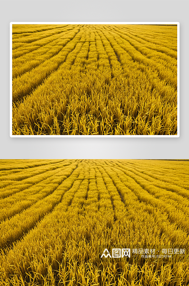 秋天成熟金黄色稻田自然风景高清特写图片素材